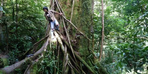 The Bohorok Orangutan Centre at Bukit Lawang