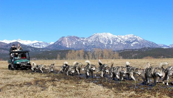 Pagosa Dogsled Adventures
