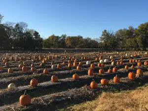 Gieringers Family Orchard & Berry Farm