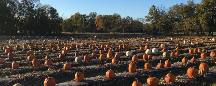 Gieringers Family Orchard & Berry Farm