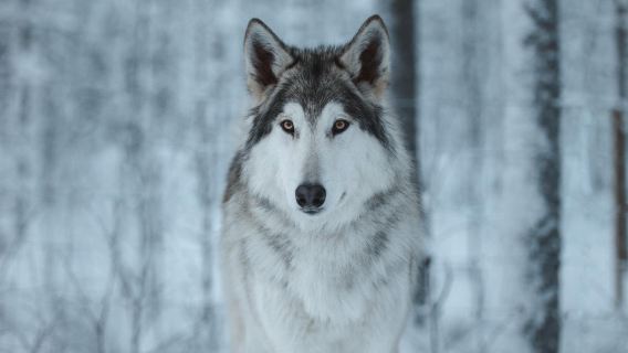Arctic Wolfland Sanctuary