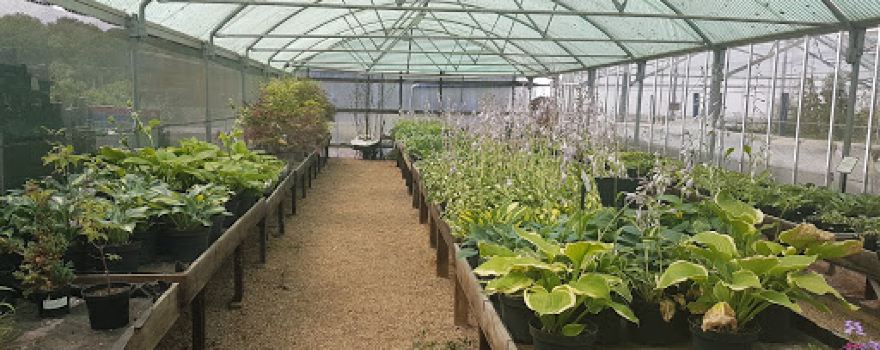 Plants N Gardens