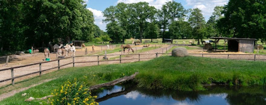 Camel farm Marquard (Small zoo with domestic animals)