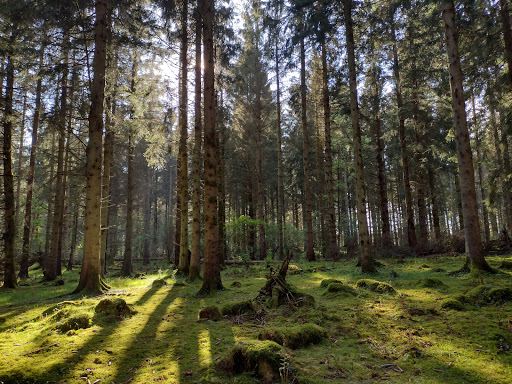 Kinclaven Bluebell Woods