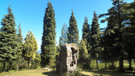 Bosque de Colón - Sequoias Poio