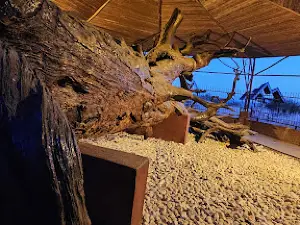Mızık Çamı