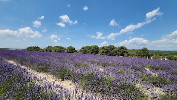 Manosque Lavender field
