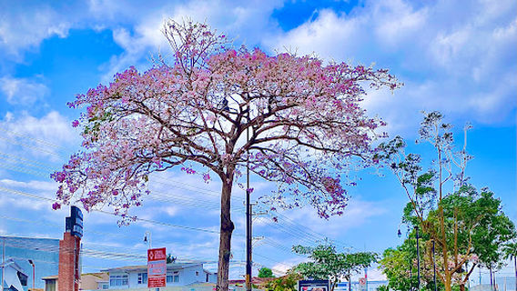 Antigua Aduana