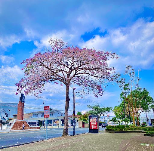 Antigua Aduana