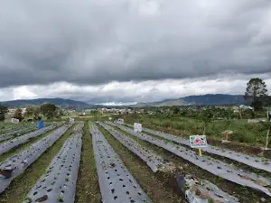 Kebun Strawberry Dzjikho