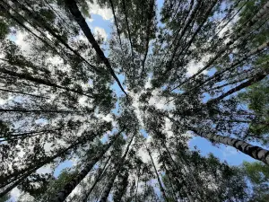 Drunken forest