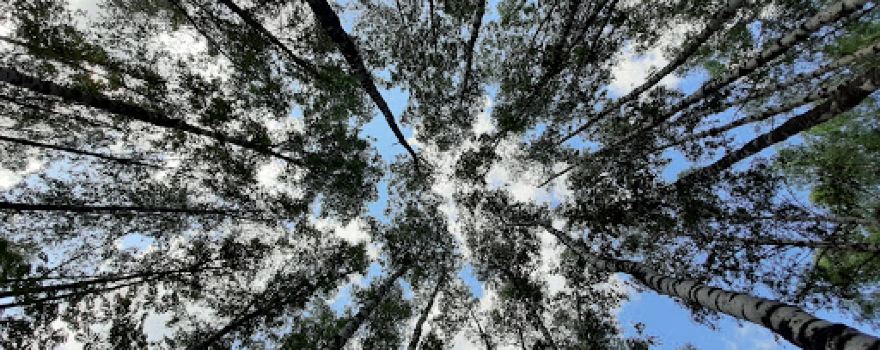 Drunken forest