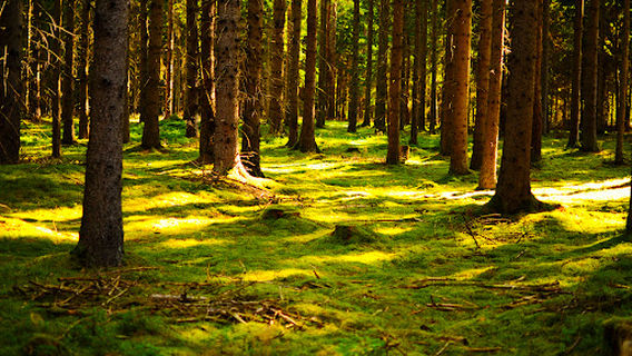 Rezerwat Archeologiczny - "Kręgi Kamienne" w Grzybnicy