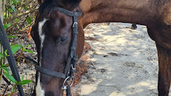 St Ann's Bay Horse Back Riding Association