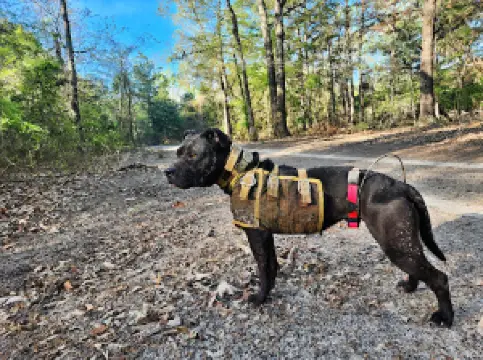 Team Swamp Stomp LLC