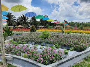 Taman bunga celosia