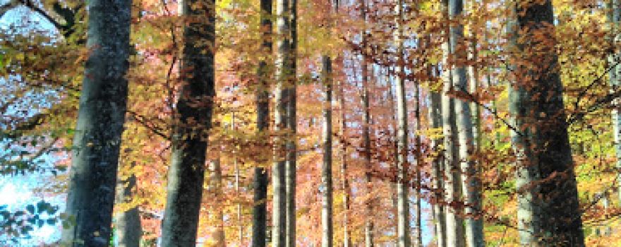 Bois de la Cigogne