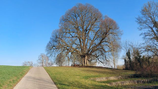 Anna-Linde (Natur-Denkmal)