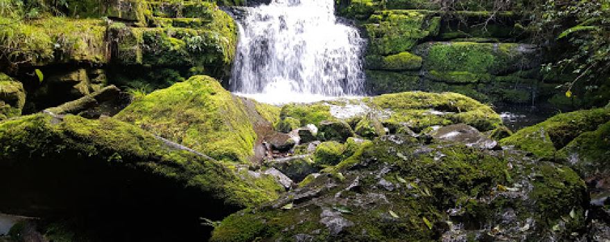 Catlins Forest Park