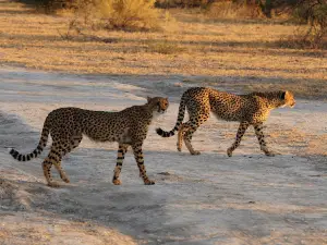 Nxai Pan National Park