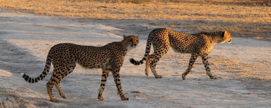 Nxai Pan National Park