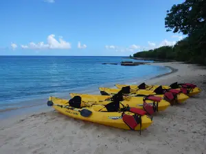 Bush Tribe Eco Adventures