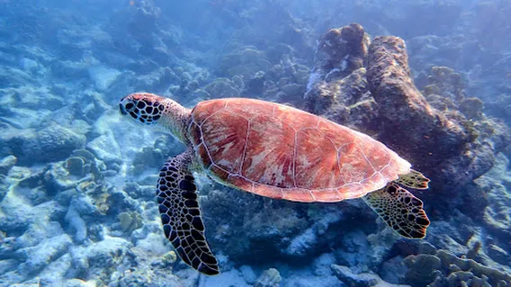 Andrea I Dive site (23)