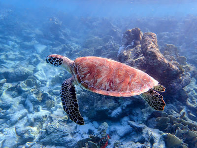 Andrea I Dive site (23)