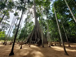 The Giant Tree