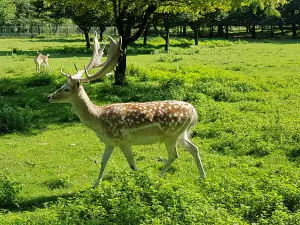 Riserva Naturale Vincheto di Celarda
