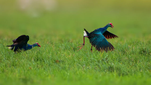 Forest Dept Watch Tower, Pallikarnai Marsh