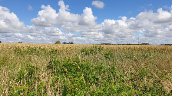 Ballum fodboldgolf