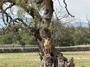 Reino Animal