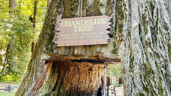 Drive-Thru Tree Park Leggett