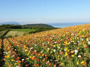 Hyogo Prefecture Awaji Hanasajiki