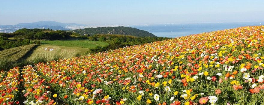 Awaji Hanasajiki
