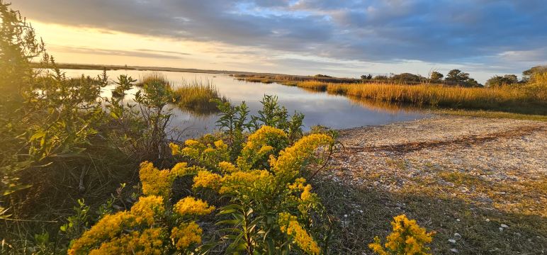 Assateague Beach