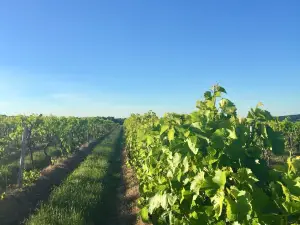 Hunt Country Vineyards
