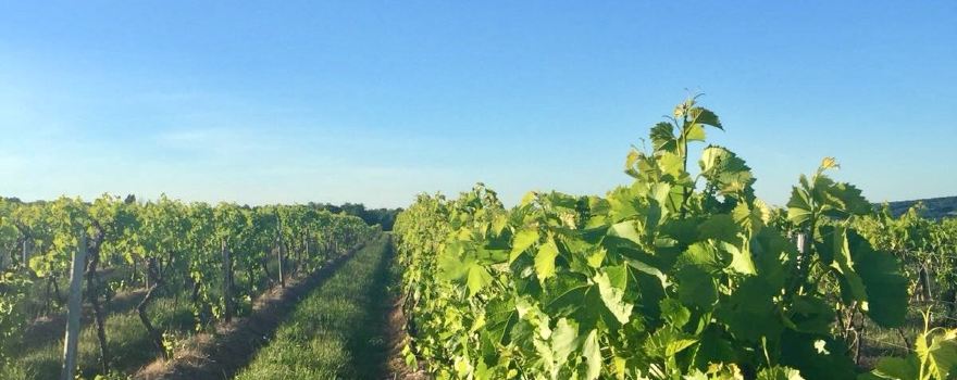 Hunt Country Vineyards