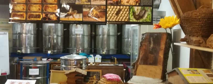 La Cité des Insectes