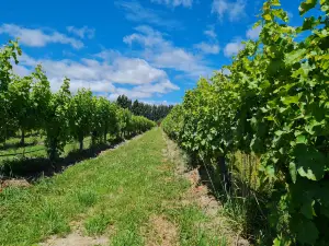 Rock Ferry Cellar Door