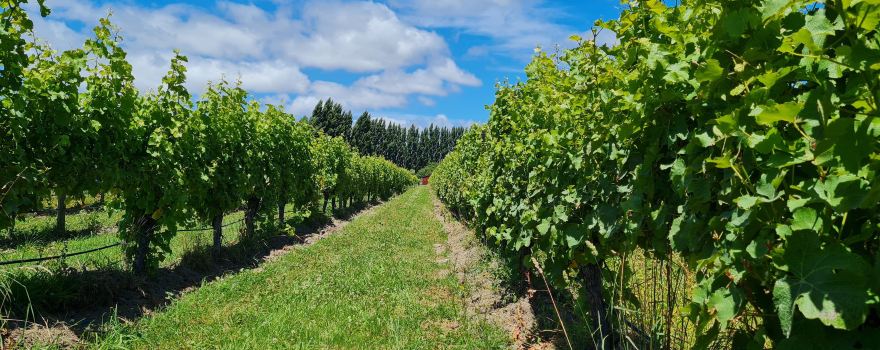 Rock Ferry Cellar Door