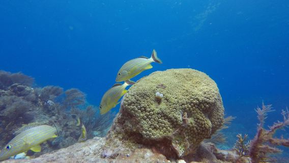 Sail Fish Scuba