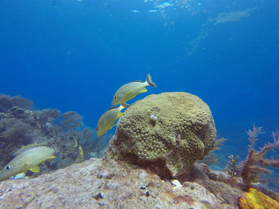 Sail Fish Scuba