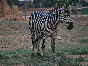 Safari Mallorca