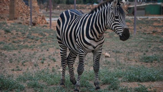 Safari Mallorca
