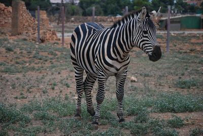 Safari Mallorca