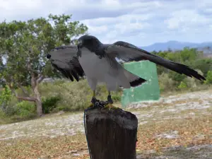 Parque dos Falcões