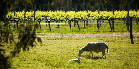 Yangarra Estate Vineyard