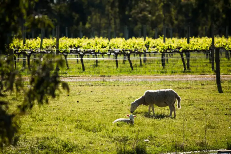 Hotels in Kangarilla